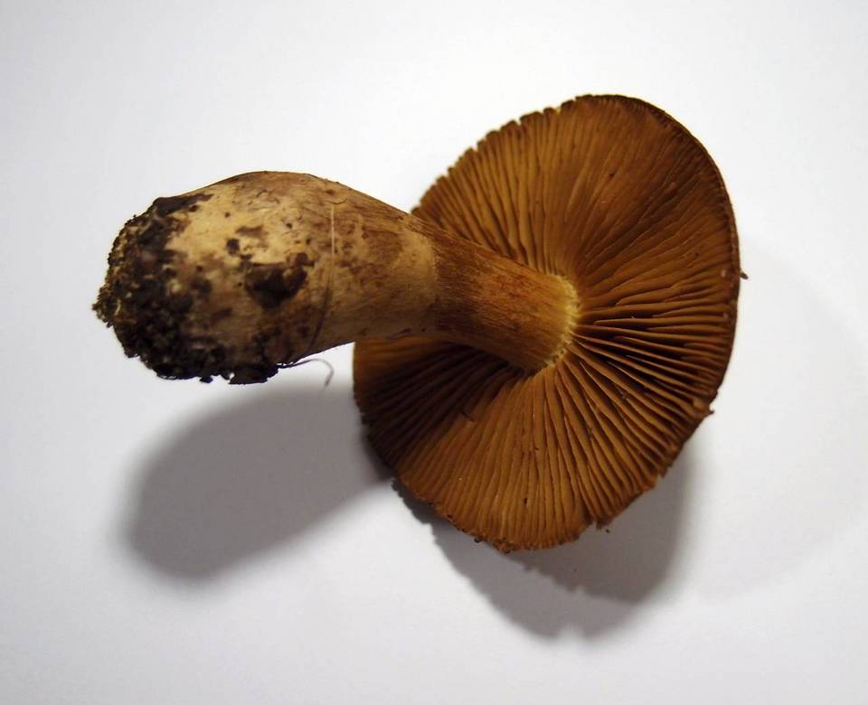 Cortinarius cotoneus image