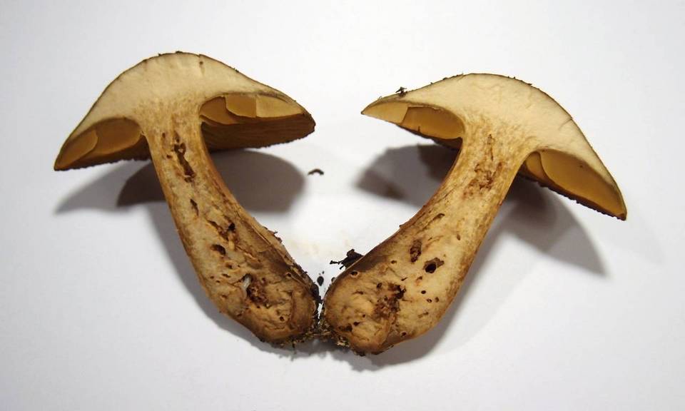 Cortinarius cotoneus image