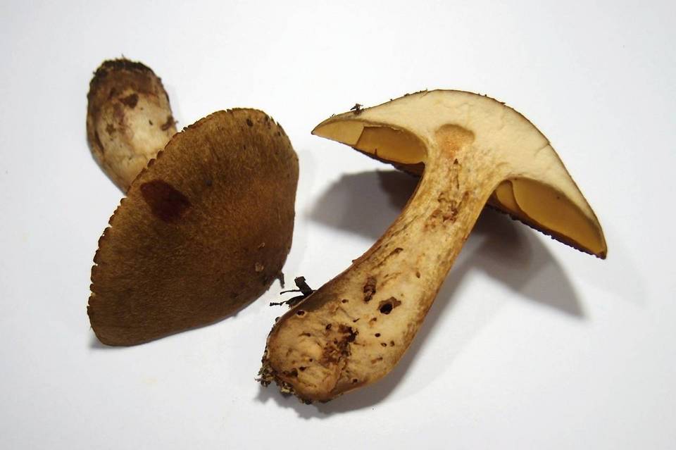 Cortinarius cotoneus image