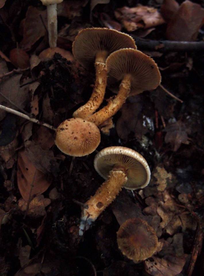 Inocybe terrigena image