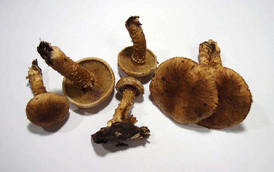 Inocybe terrigena image
