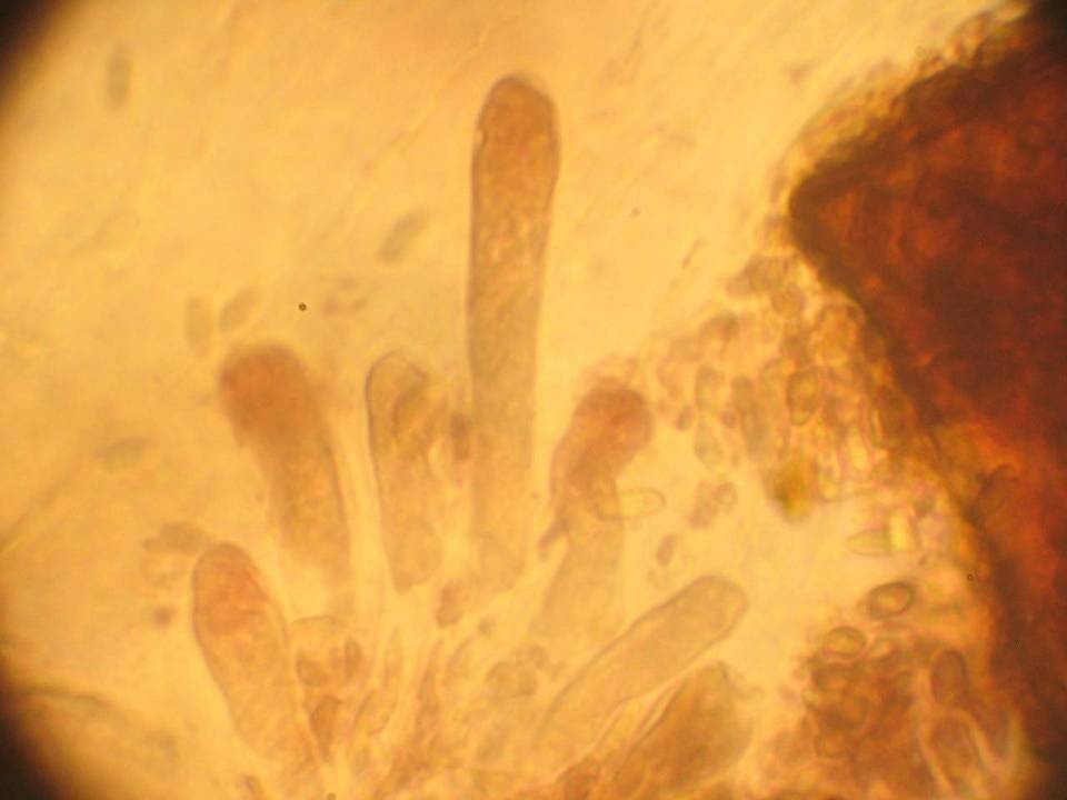 Suillus brunnescens image