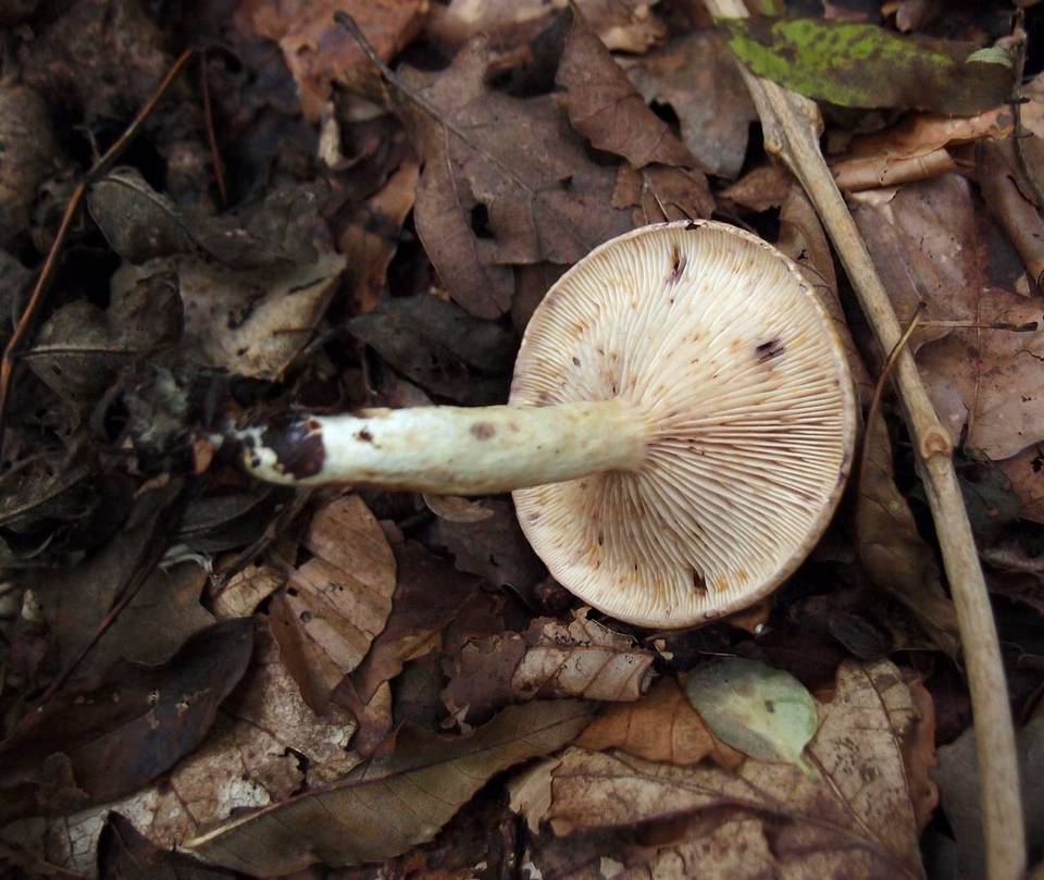 Lactarius flavidus image