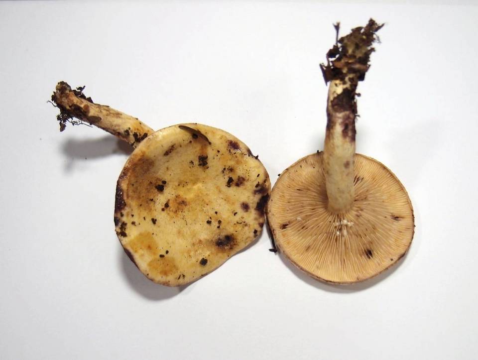 Lactarius flavidus image