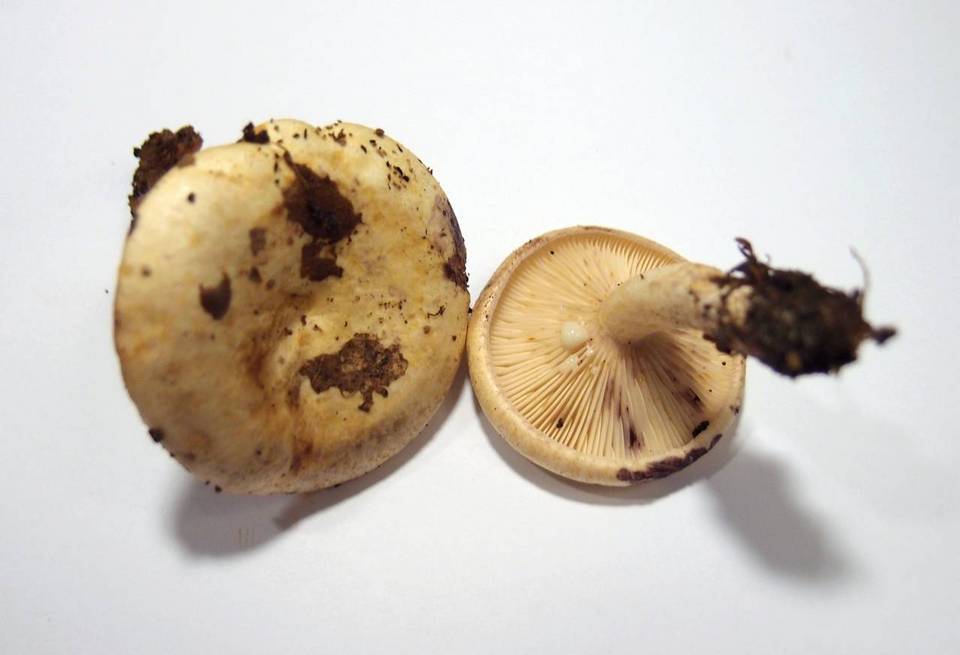 Lactarius flavidus image
