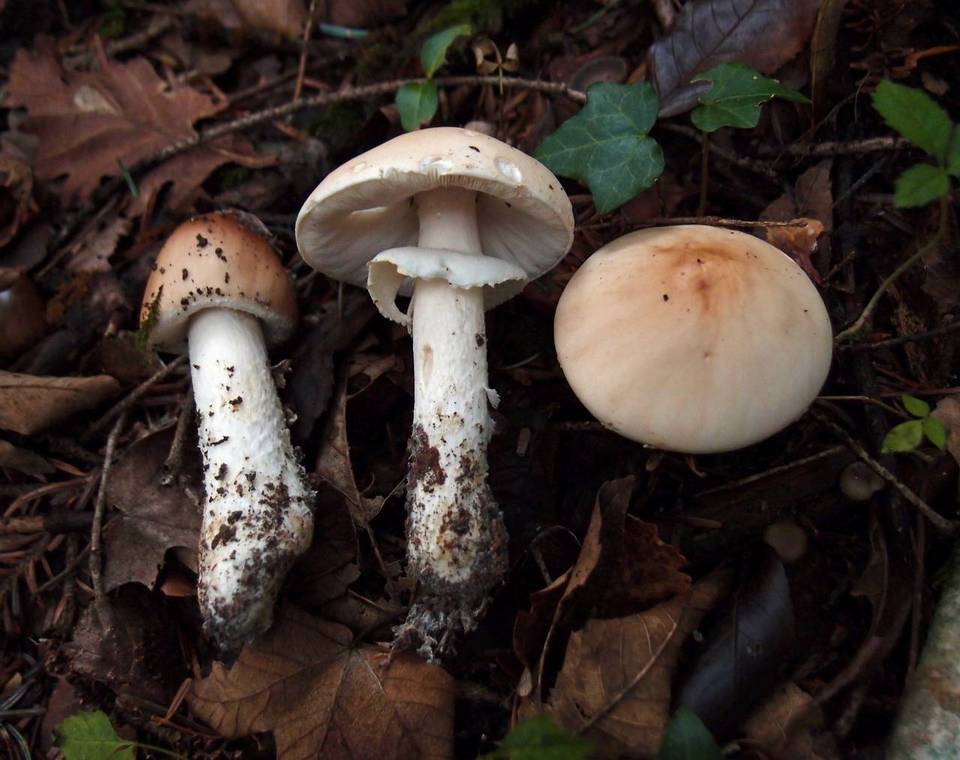 Limacella guttata image