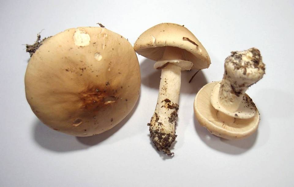 Limacella guttata image