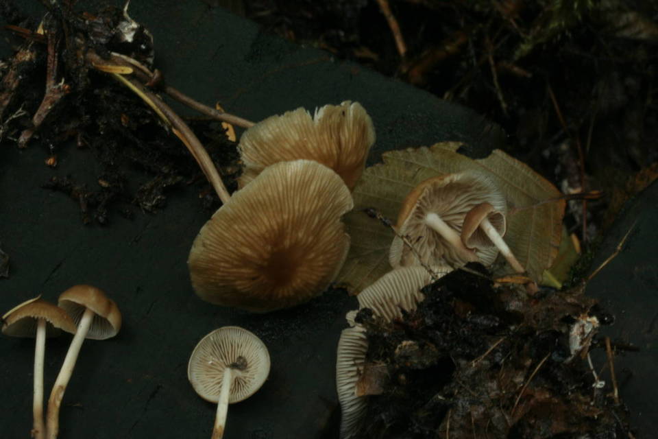 Gymnopus subpruinosus image