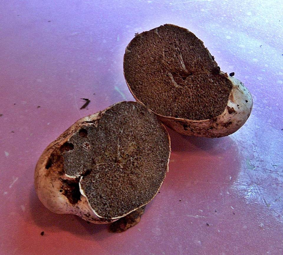 Hymenogaster subalpinus image