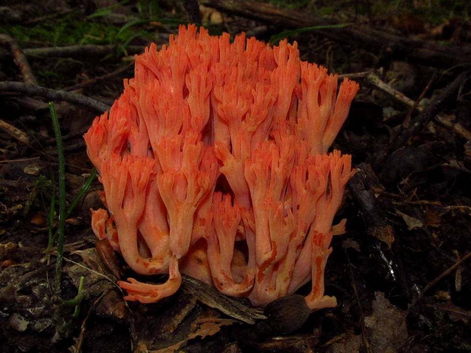 Ramaria subbotrytis image