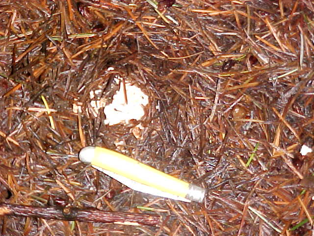 Tuber oregonense image