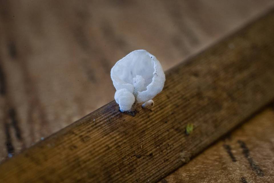 Tetrapyrgos subdendrophora image