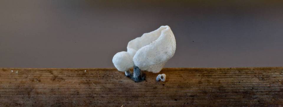 Tetrapyrgos subdendrophora image