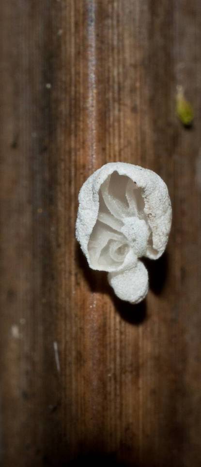 Tetrapyrgos subdendrophora image