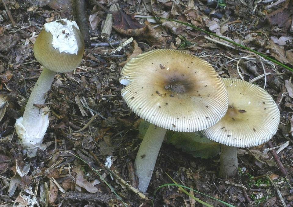 Amanita olivaceogrisea image