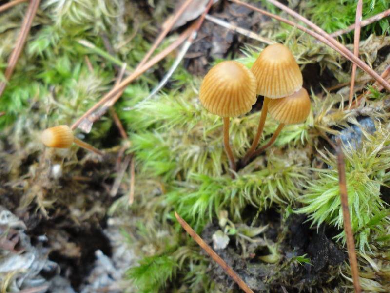 Galerina pumila image