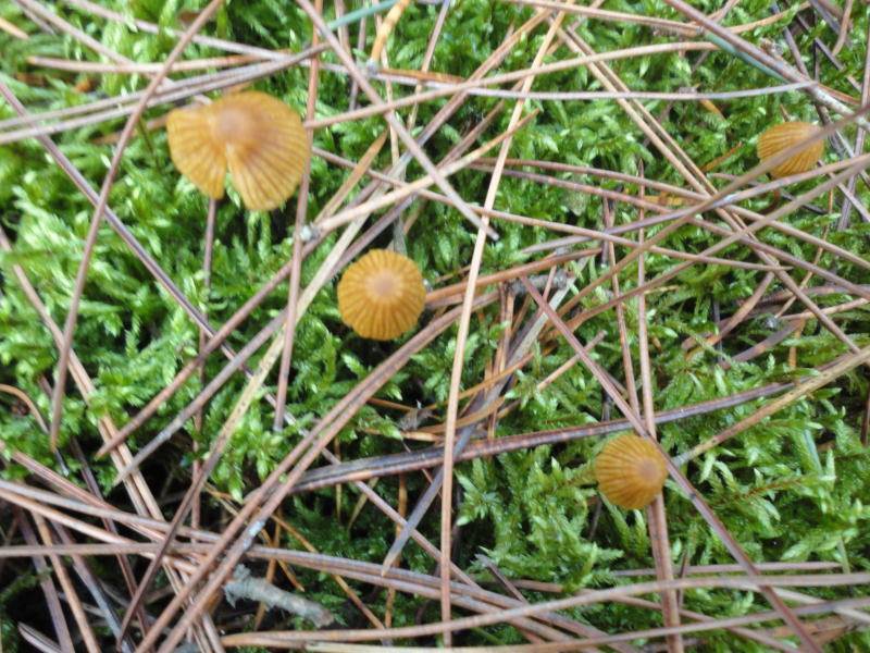 Galerina pumila image