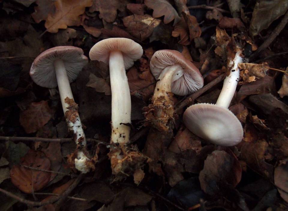 Mycena rosea image