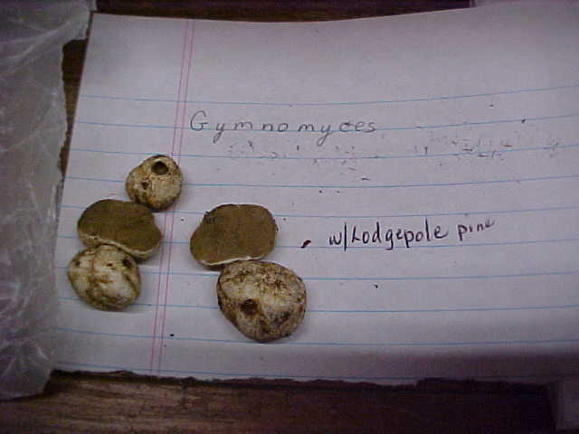 Rhizopogon subcaerulescens image