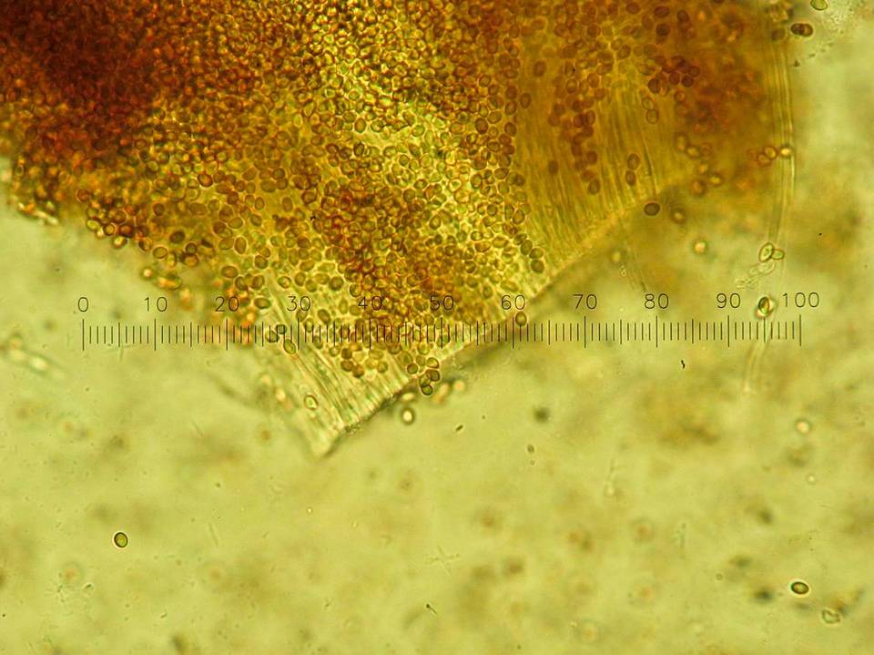 Postia ptychogaster image
