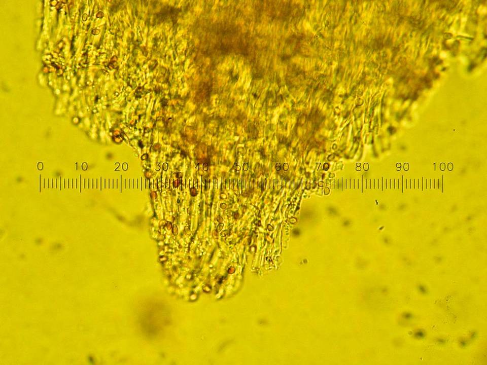 Postia ptychogaster image