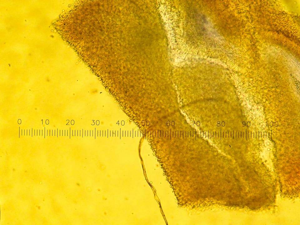 Tetrapyrgos subdendrophora image