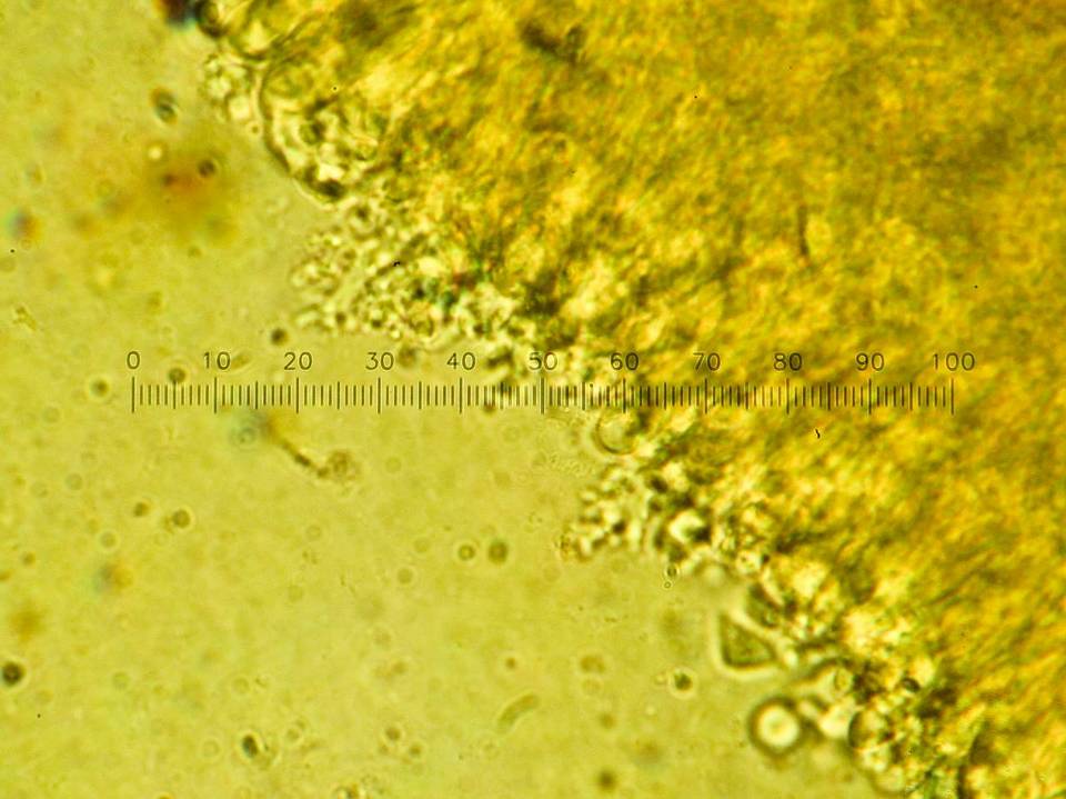 Tetrapyrgos subdendrophora image