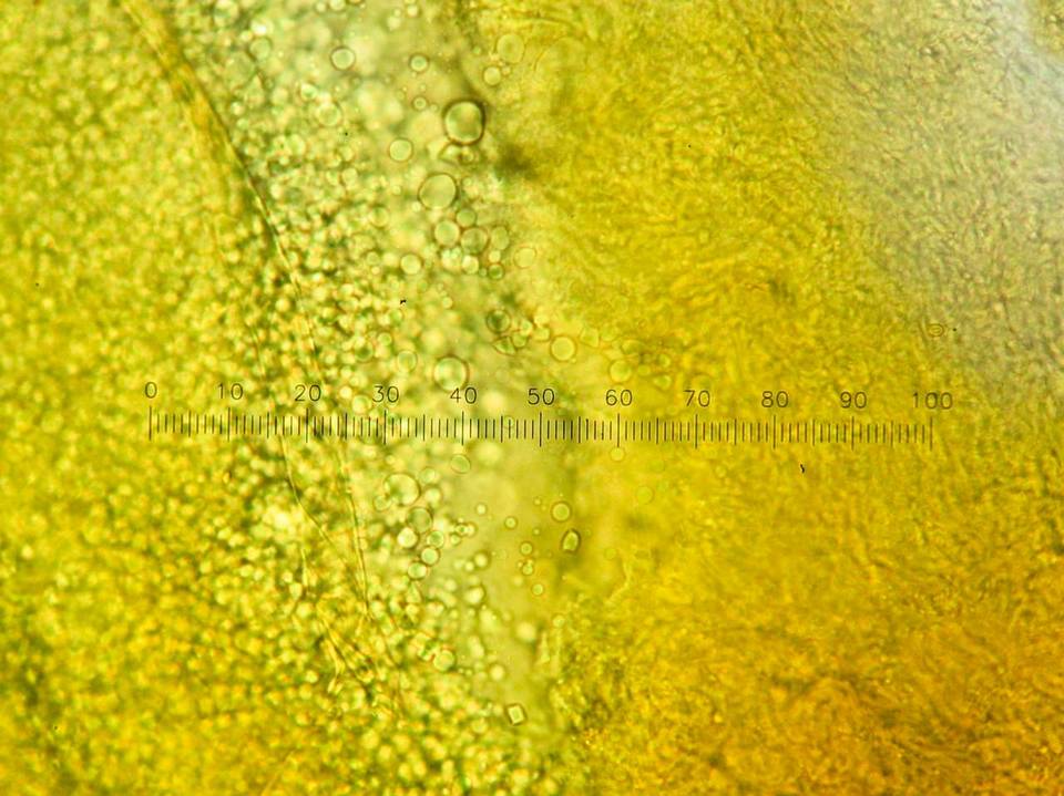 Tetrapyrgos subdendrophora image
