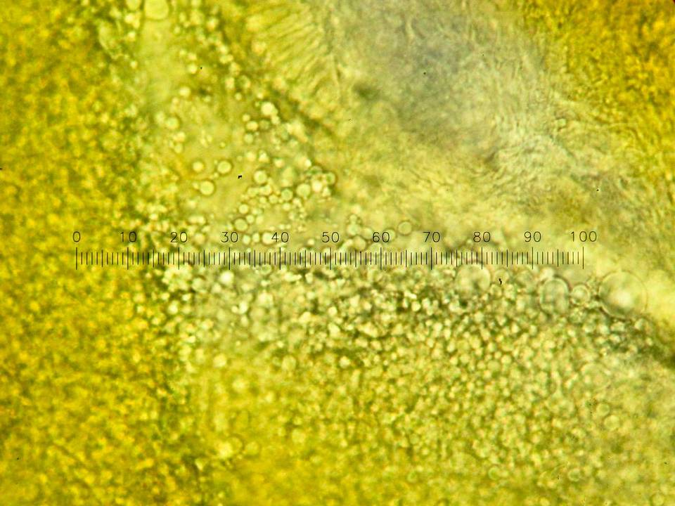Tetrapyrgos subdendrophora image