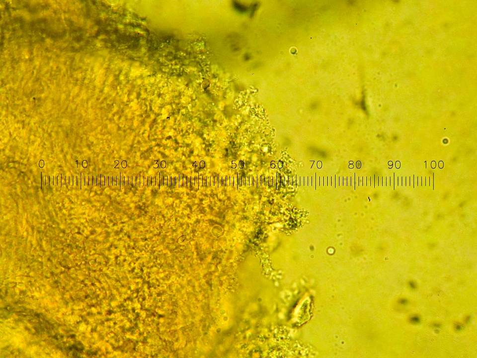 Tetrapyrgos subdendrophora image