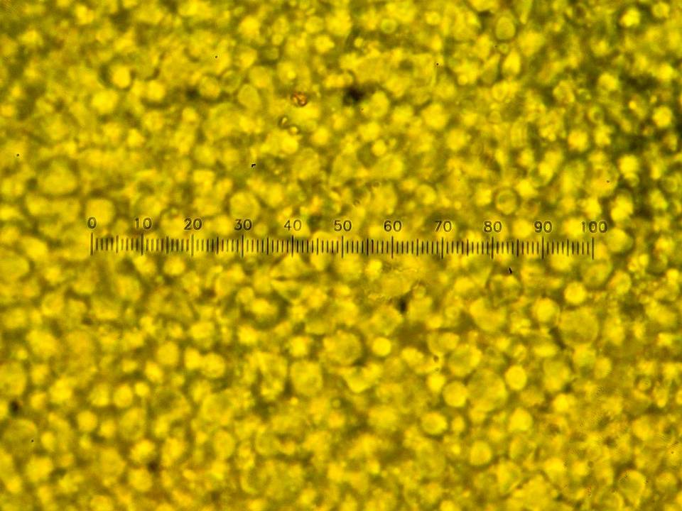 Tetrapyrgos subdendrophora image