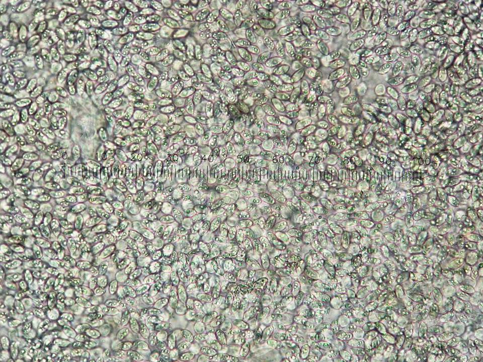 Coprinopsis semitalis image