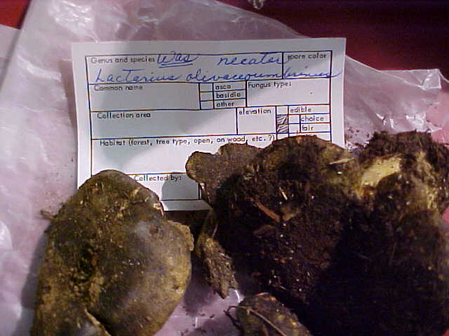 Lactarius olivaceoumbrinus image