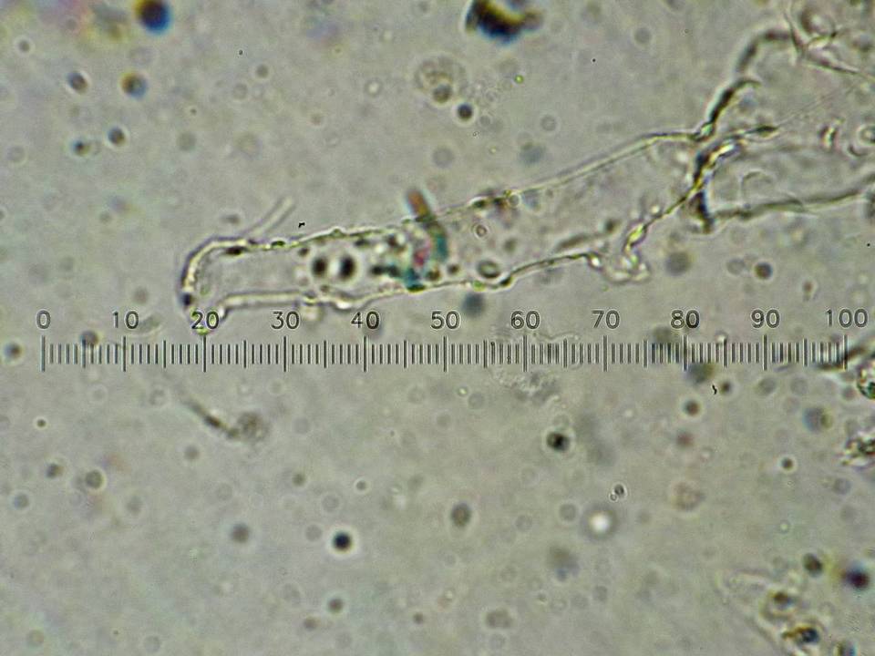 Coprinopsis semitalis image