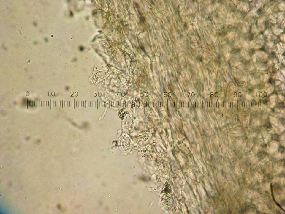 Coprinopsis semitalis image