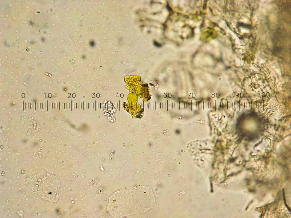 Coprinopsis semitalis image