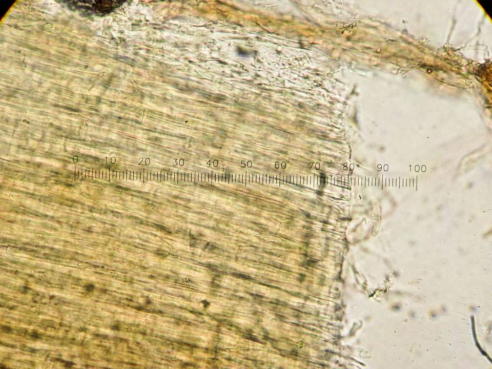 Coprinopsis semitalis image