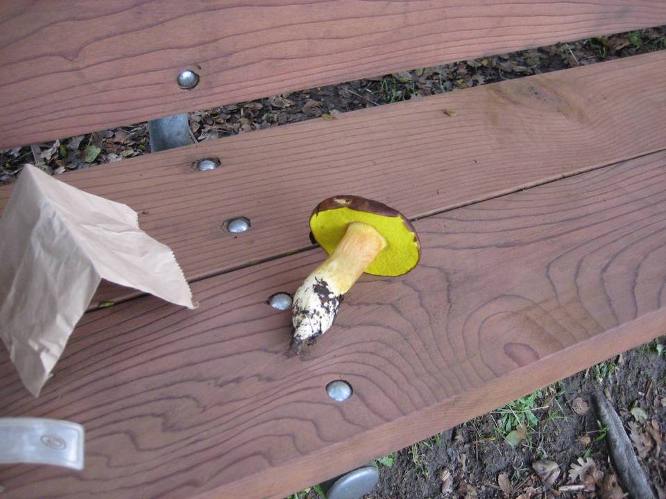 Boletus citriniporus image