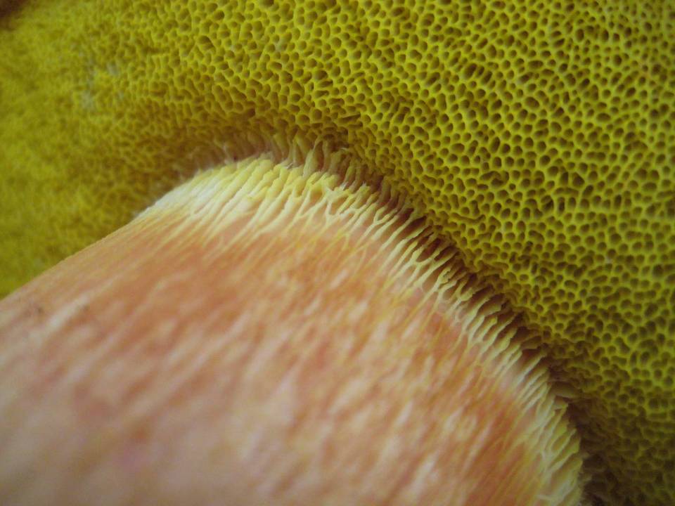 Boletus citriniporus image