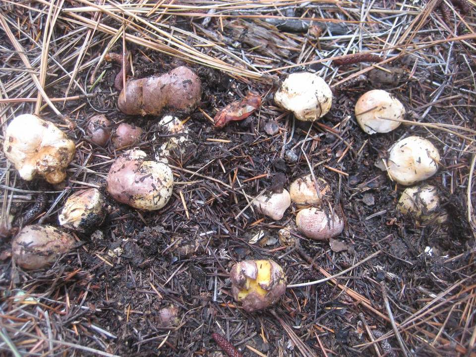 Rhizopogon vinicolor image