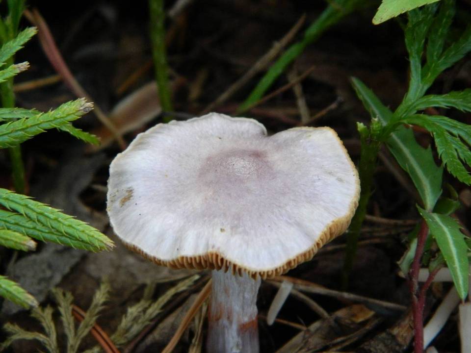 Cortinarius griseoviolaceus image