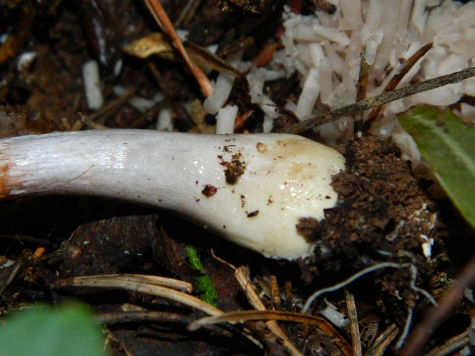Cortinarius griseoviolaceus image