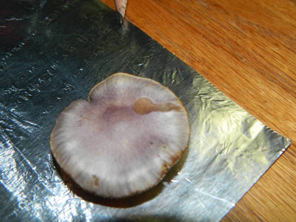 Cortinarius griseoviolaceus image