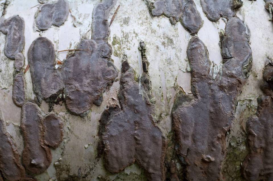 Phellinus betulinus image