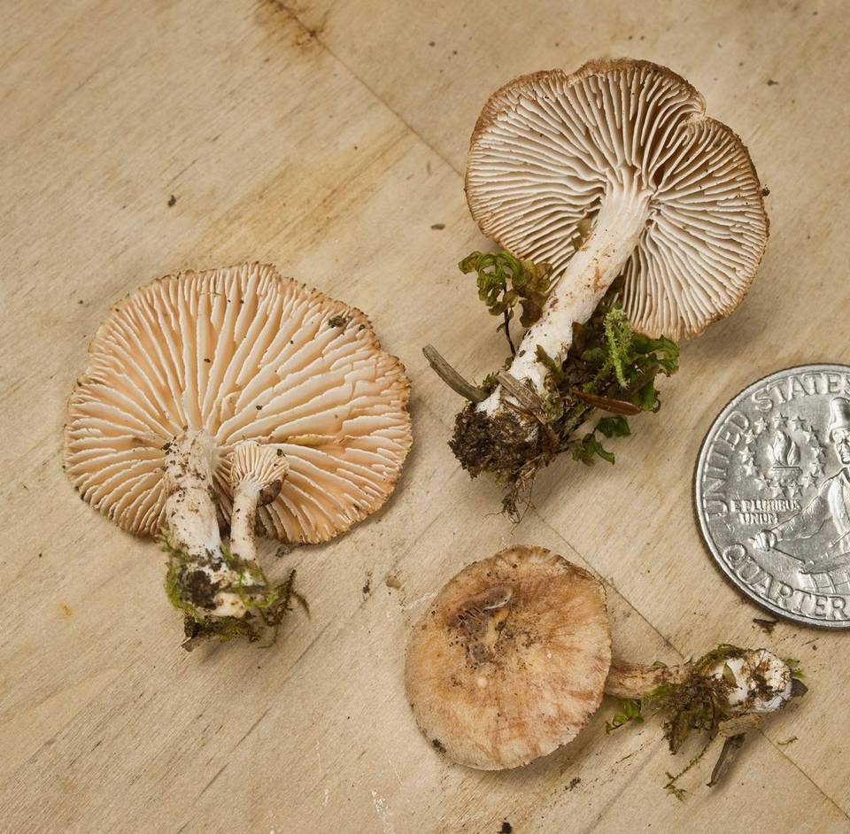 Neolentinus kauffmanii image