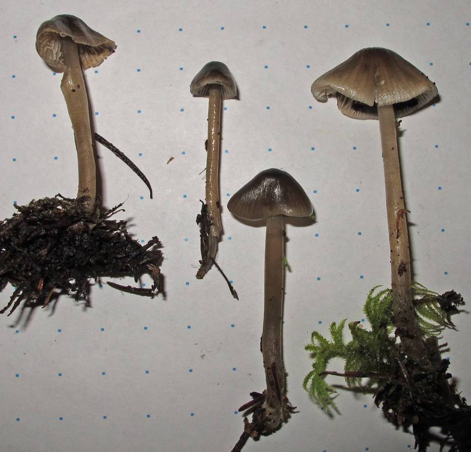 Mycena quiniaultensis image