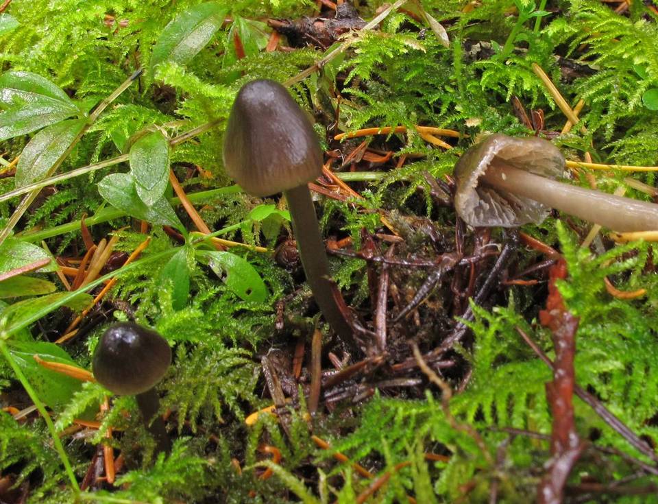 Mycena quiniaultensis image