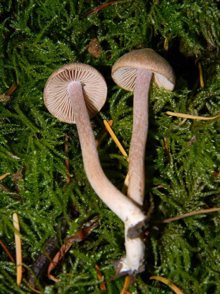 Inocybe pusio image