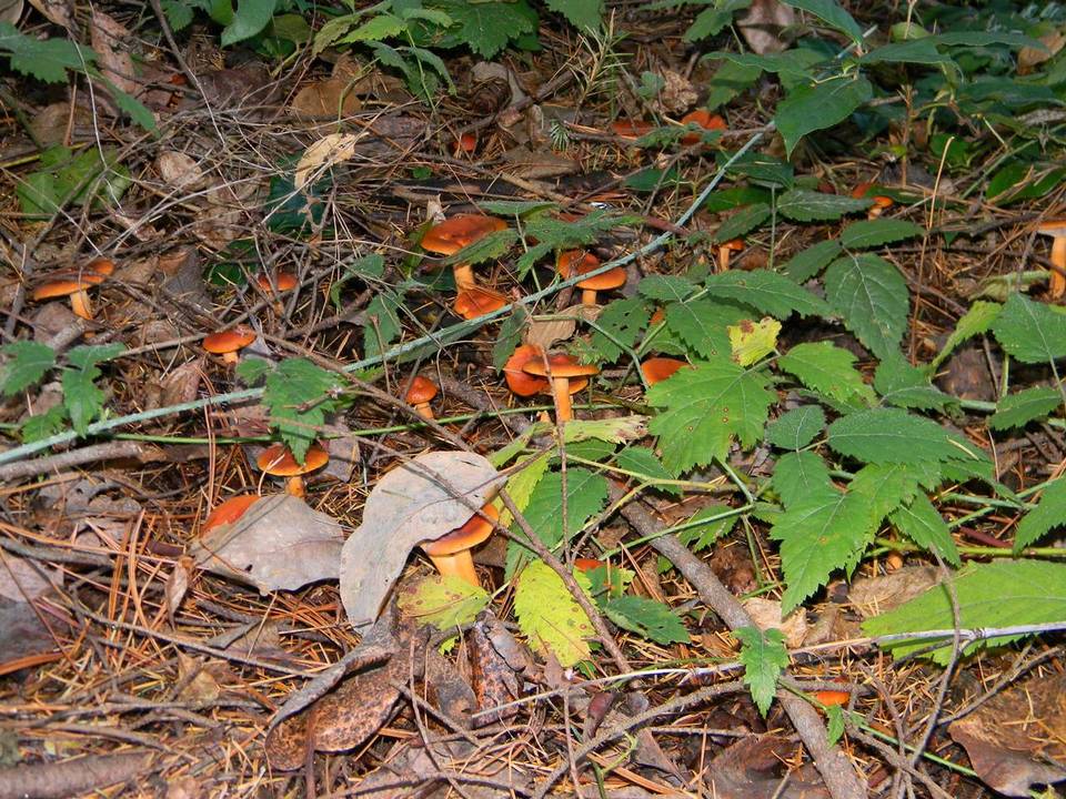 Lactarius luculentus var. laetus image