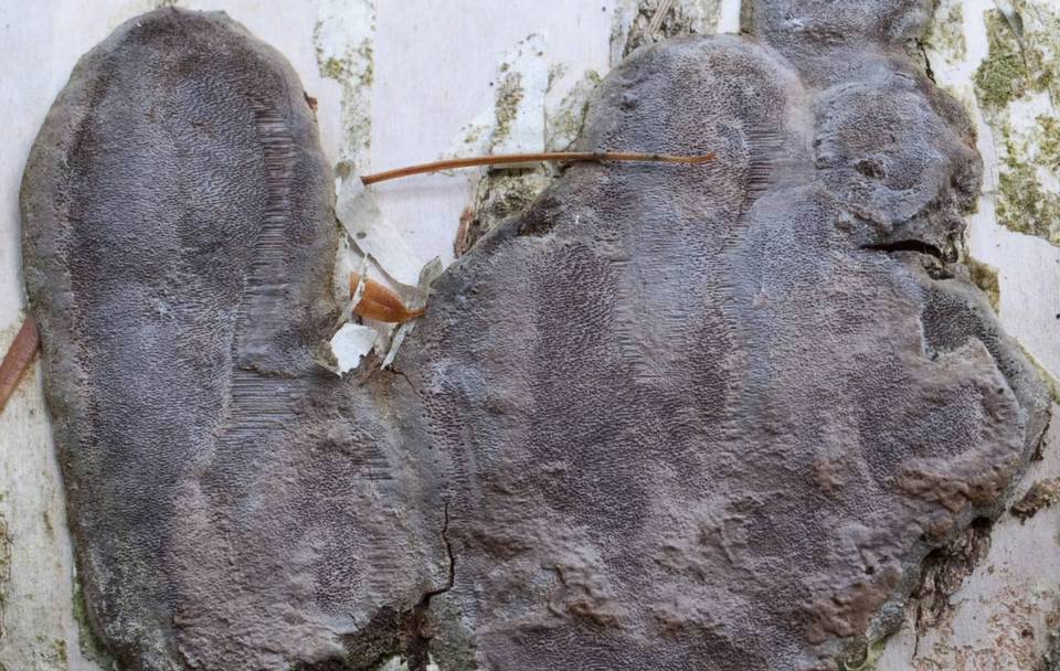 Phellinus betulinus image